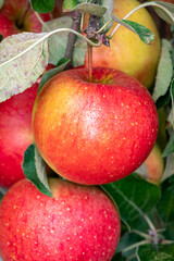 Big ripe red braeburn apples hanging on tree in fruit orchard ready to harvest