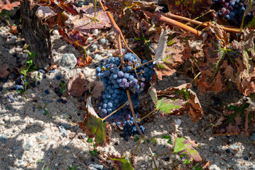 Wine production on Cyprus, ripe blue black wine grapes ready for harvest