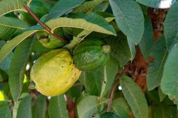 Common guava tropical plant with tasty aromatic fruits growing near Paphos, Cyprus