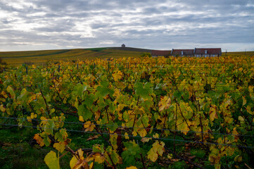 Fototapeta na wymiar Colorful autumn landscape with yellow grand cru vineyards near Epernay, region Champagne, France. Cultivation of white chardonnay wine grape on chalky soils of Cote des Blancs.