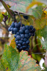 Ripe clusters of pinot meunier grapes in autuimn on champagne vineyards in village Hautvillers near Epernay, Champange, France