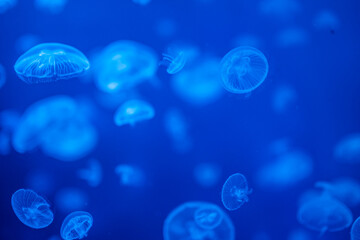 Beautiful jellyfish in the neon light in aquarium, nature background