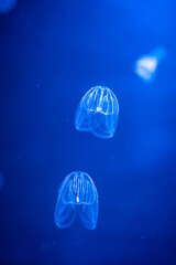 Beautiful jellyfish in the neon light in aquarium, nature background