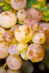 Ripe organic riesling wine grapes close up hanging op grape plant, harvest on vineyards in Germany,...
