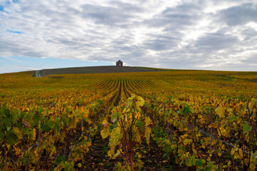 Colorful autumn landscape with yellow grand cru vineyards near Epernay, region Champagne, France. Cultivation of white chardonnay wine grape on chalky soils of Cote des Blancs.