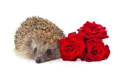 Homemade hedgehog with a rose.