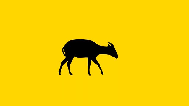 Walking bongo antelope, animation on the yellow background