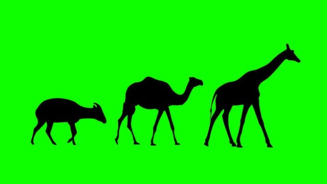 Walking giraffe, camel and bongo antelope: animation on the green background (seamless loop)