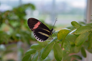 Obraz na płótnie Canvas Close-up view of postman butterfly