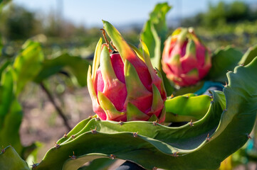 Plantation of dragon fruit cactus plants near Paphos, Cyprus