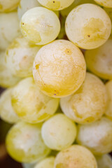 Ripe organic riesling wine grapes close up hanging op grape plant, harvest on vineyards in Germany, making of white dry wines