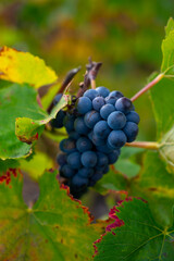 Ripe clusters of pinot meunier grapes in autuimn on champagne vineyards in village Hautvillers near Epernay, Champange, France