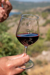 Tasting of red wine on vineyards of Cyprus. Wine production on Cyprus, tourists wine route.