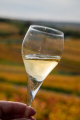Tasting of white brut champagne wine outdoor with view on colorful autumn pinot noir grand cru vineyards of famous champagne houses in Montagne de Reims near Verzenay, Champagne, France