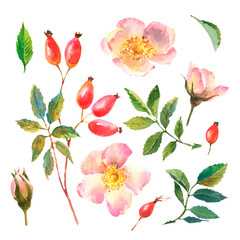 Watercolor set of dog-rose, Briar with berries, flowers and green leaves, isolated on white background.