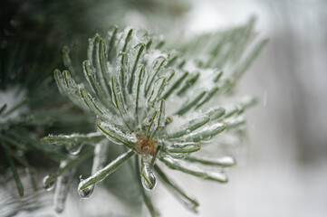 Naklejka na ściany i meble Frozen conifer branches, pine trees in ice in white winter. Close up view