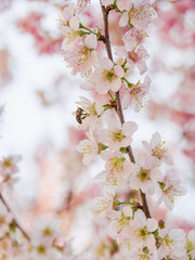 ヒマラヤザクラ（寒桜）とミツバチ