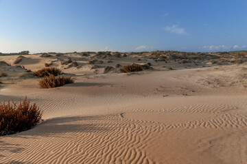 Fototapeta na wymiar Vega Baja del Segura - Guardamar - Las dunas y pinada de Guardamar, un paisaje de desierto junto al mar Mediterráneo.