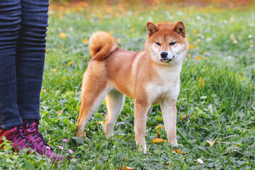 A dog of the shiba-inu breed in the park during a walk next to its owner