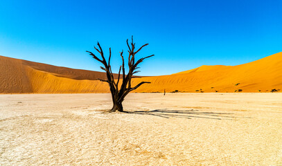 Fototapeta na wymiar amazing desert view in Namibia with a lone tree