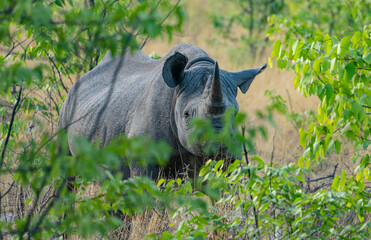wild black rhino in the green in Etosha National park in Namibia