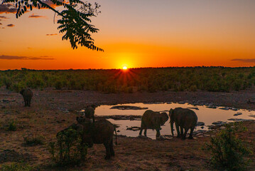 Fototapeta na wymiar herd of elephants at the waterhole Halali during sunset in Namibia