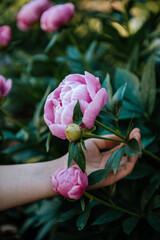 Girl's hand holding pink pastel peony flower on green leaves background in spring garden.