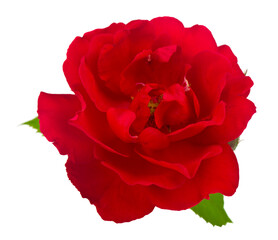 Red rose isolated on white background.