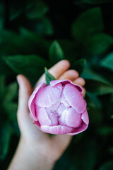 Girl's hand holding one pink pastel peony flower on green leaves background in spring garden after the rain.