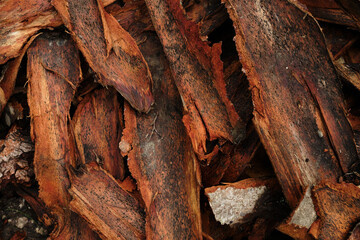 The texture of the bark of a tree. Wooden background. Place for text. Pattern