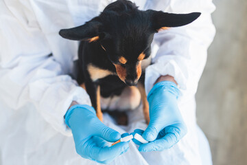 Veterinarian specialist holding small black dog and applying drops at the withers, medicine from...