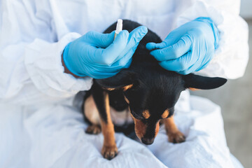 Veterinarian specialist holding small black dog and applying drops at the withers, medicine from...