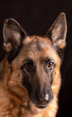 Dog german shepherd portrait deutscher Schäferhund, dark background, pets concept.