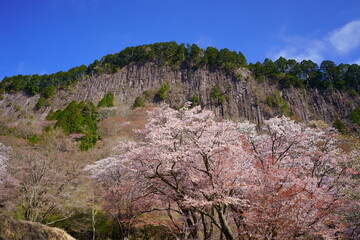 屏風岩公苑の桜（奈良県宇陀郡曽爾村）　屏風岩：国の天然記念物「屏風岩、兜岩および鎧岩」