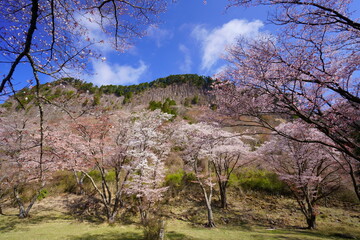 屏風岩公苑の桜（奈良県宇陀郡曽爾村）　屏風岩：国の天然記念物「屏風岩、兜岩および鎧岩」