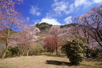 屏風岩公苑の桜（奈良県宇陀郡曽爾村）　屏風岩：国の天然記念物「屏風岩、兜岩および鎧岩」