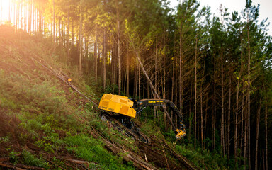 Logging Timber Harvesting 