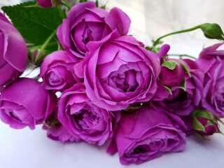 Magenta roses bouquet detail closeup