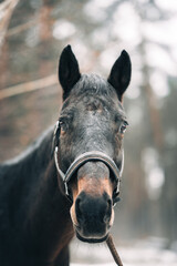 Fototapeta premium a horse on a walk in a winter foggy forest