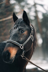 horse in the winter forest