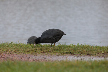 Closeup of water bird Eurasian Coot near the lake