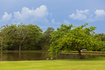 beautiful view of the lawn with lake and trees