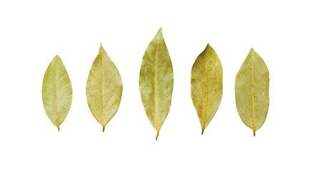 Fototapeta na wymiar Bay leaf on a white