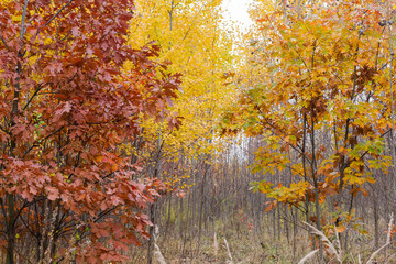 Young red oaks with autumn leaves against other trees thickets