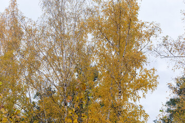 Birch tops with autumn leaves against the cloudy sky, fragment