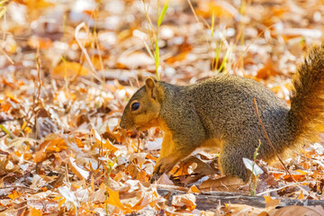 Close up shot of squirrel on ground