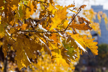 White oak branch with autumn leaves on a blurred background