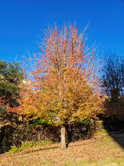Naklejka premium Sunny view of the fall color of OUHSC