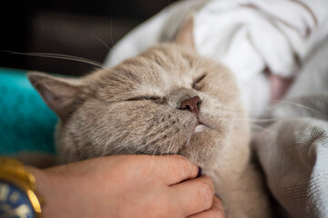 Woman hand touching British short hair cat. The animal enjoys human touch and care.