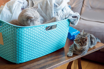 Blue laundry basket with one cat in it and another one outside. Cat loving sleeping in unusual...